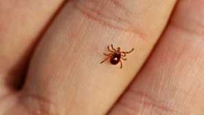 Koľko kliešťov žije